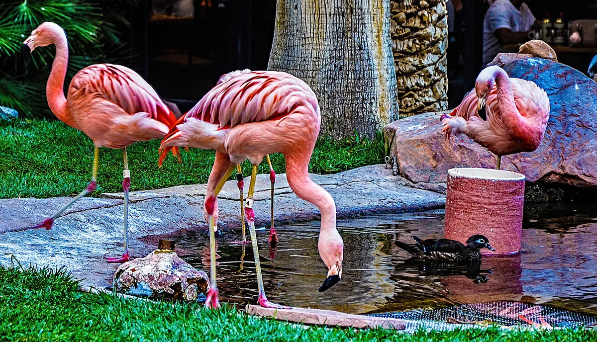 The Wildlife Habitat - Flamingo Hotel & Casino Las Vegas — 1