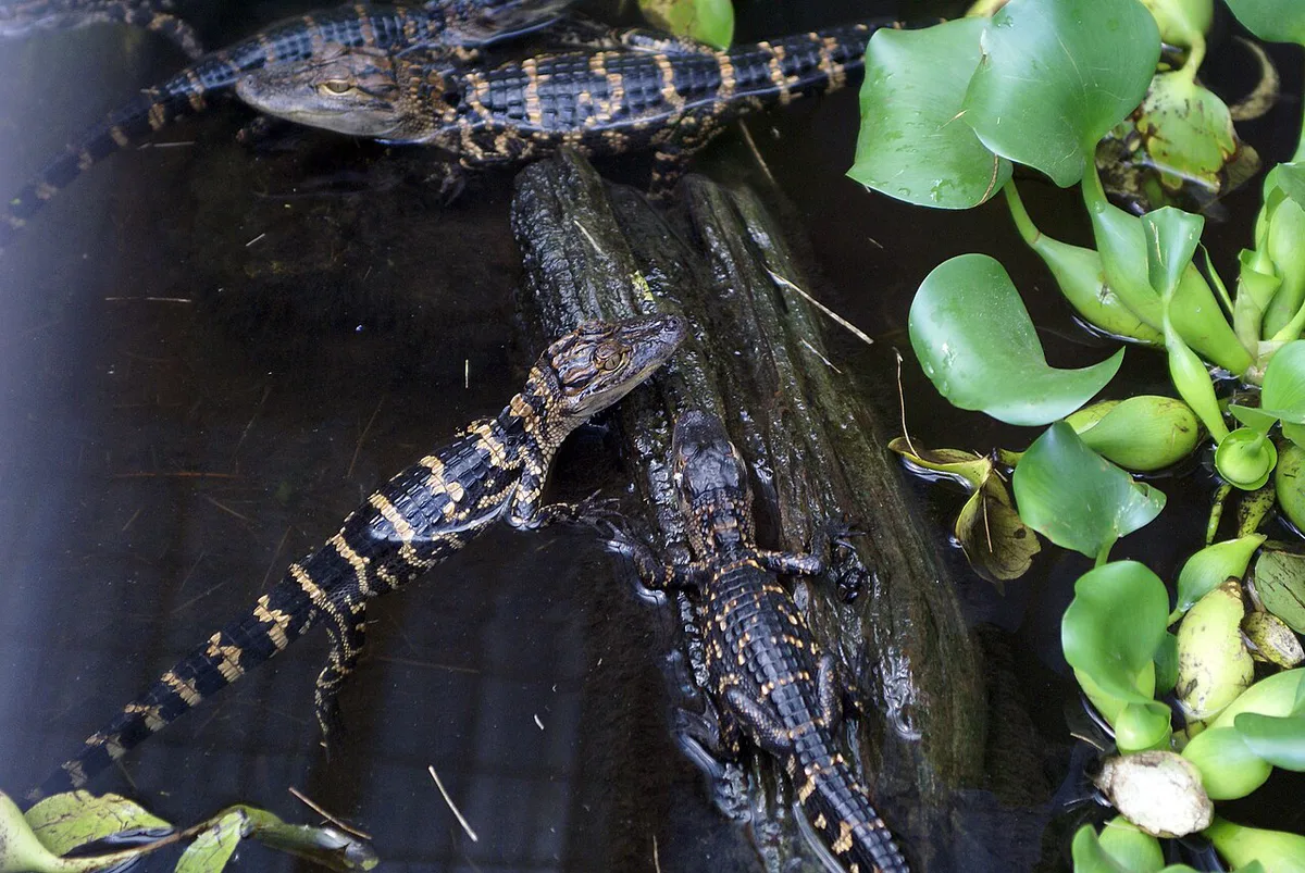 Alligators basking in the breeding marsh at Gatorland Orlando — 1