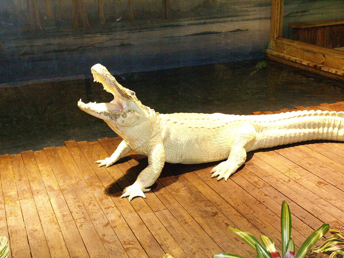 Alligators basking in the breeding marsh at Gatorland Orlando — 2