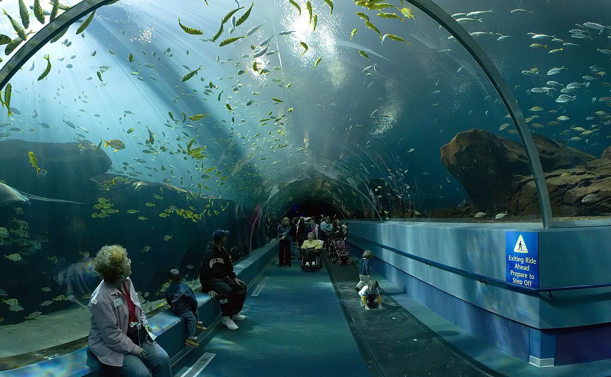 Whale shark passing overhead in the Ocean Voyager tunnel at Georgia Aquarium — 1