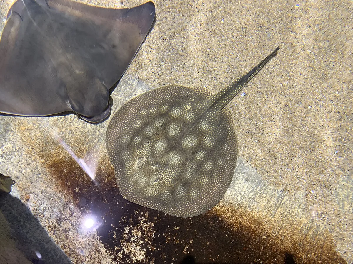 Round stingray Touch pool — 2