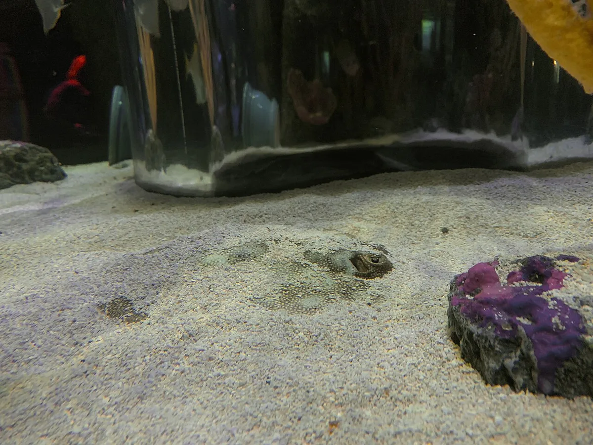 Urobatis jamaicensis SEA LIFE Orlando Aquarium 2 — 1
