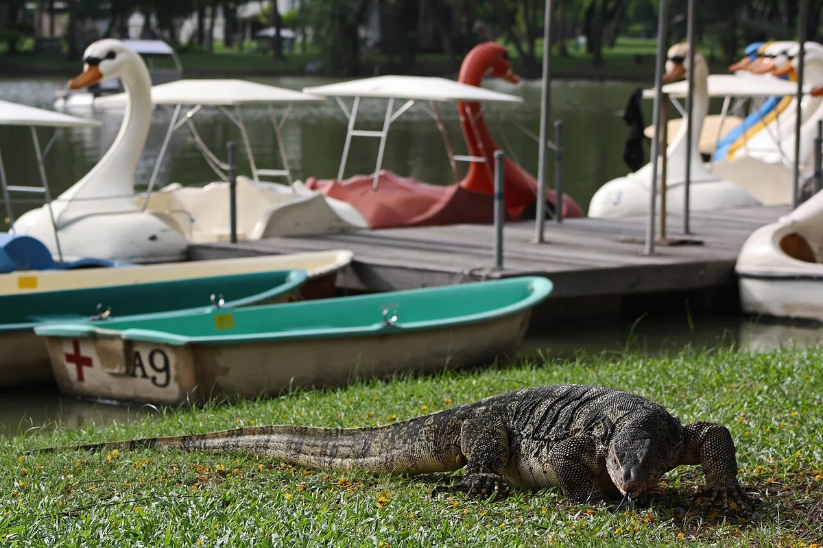 Monitor lizard walking beside the lake in Lumphini Park, Bangkok — 2