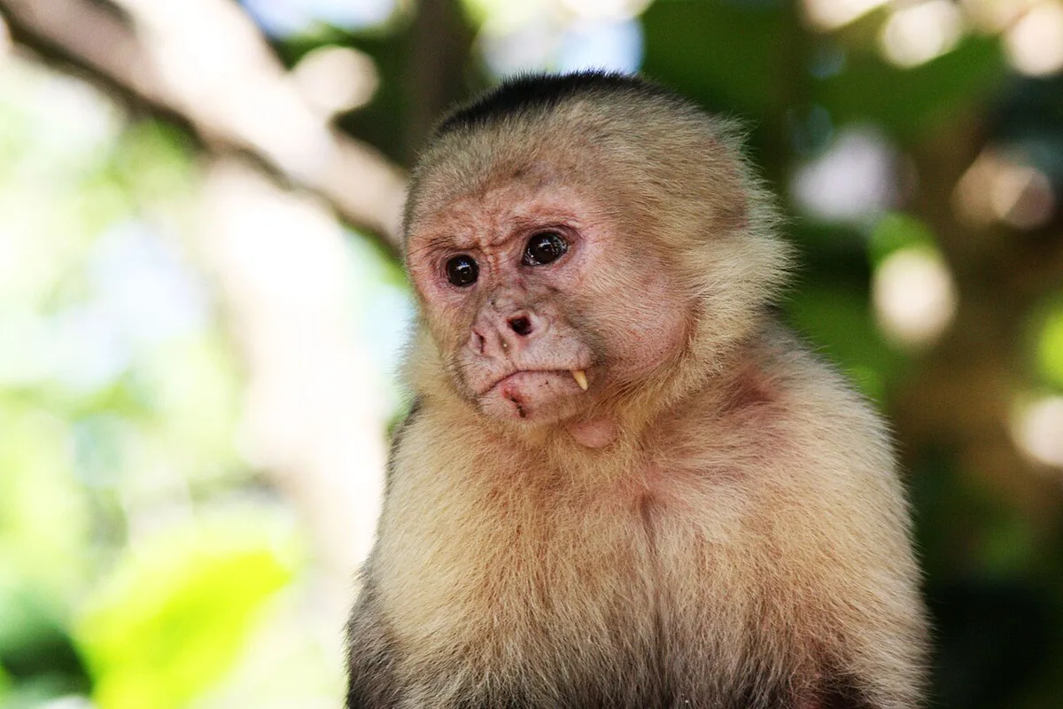 Three-toed sloth hanging in a tree at Manuel Antonio National Park — 2