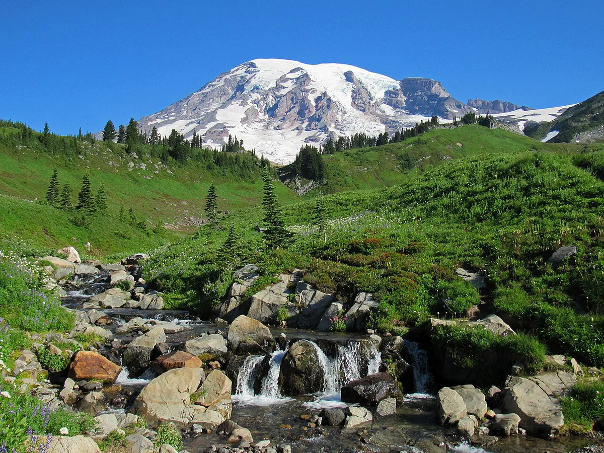 Wildflower meadows at Paradise below the summit of Mount Rainier — 1