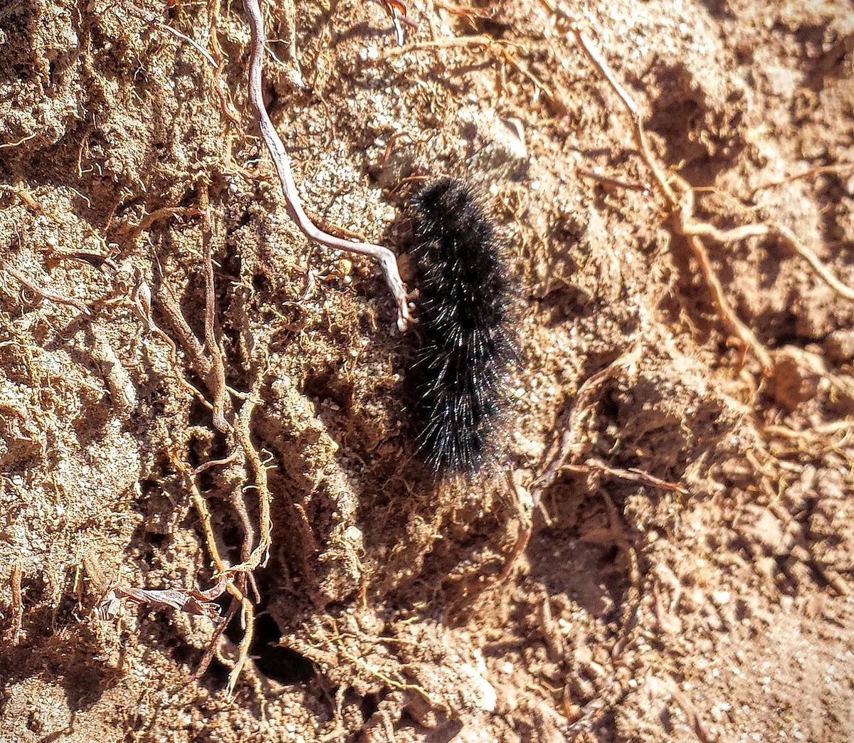 Black caterpillar - Flickr - brewbooks — 2