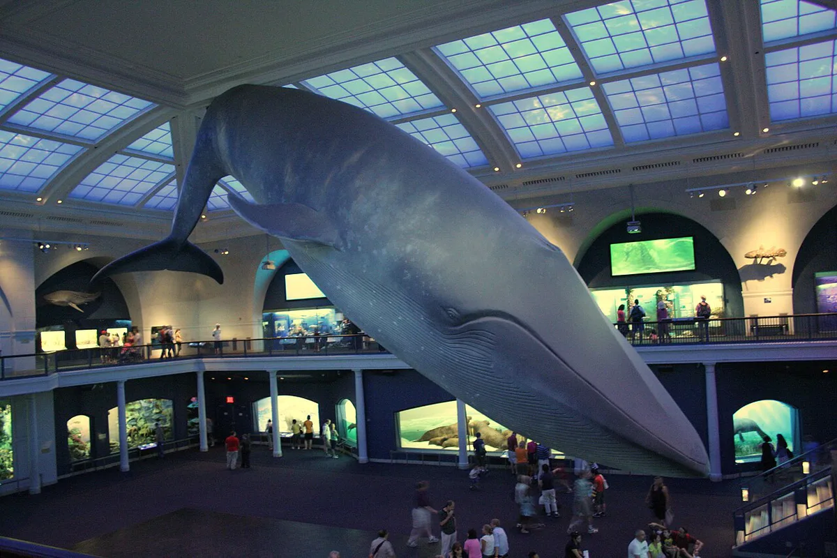 Blue whale model hanging in the ocean hall of the American Museum of Natural History — 1