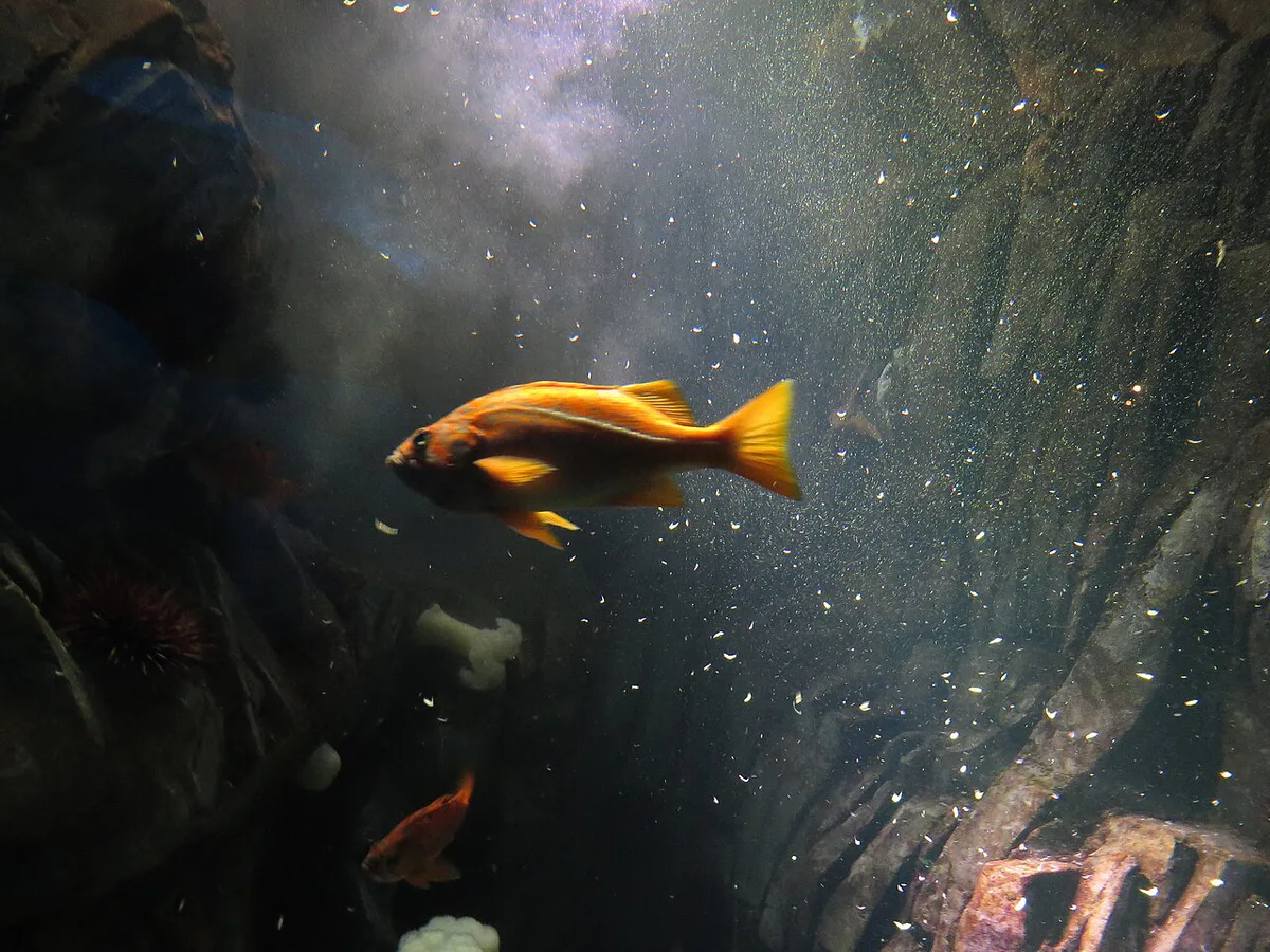 Child watching sharks in the underwater tunnel at Ripley's Aquarium of Canada — 1