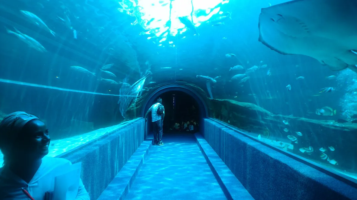 Shark swimming over the underwater tunnel at Ripley's Aquarium — 1