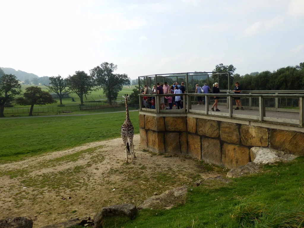 Giraffe Feeding Platform - Longleat - geograph.org.uk - 6511973 — 2