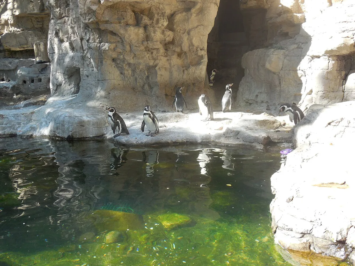 Sea lion swimming past visitors in the underwater tunnel at the Saint Louis Zoo — 2