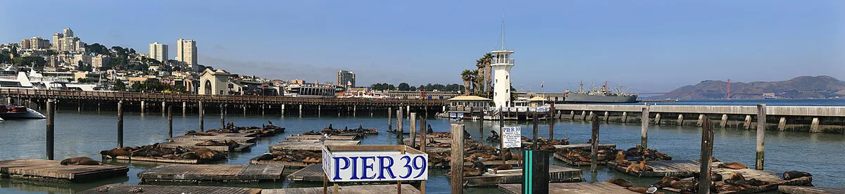 California Sea Lions at Pier 39 August 7 2009 — 2