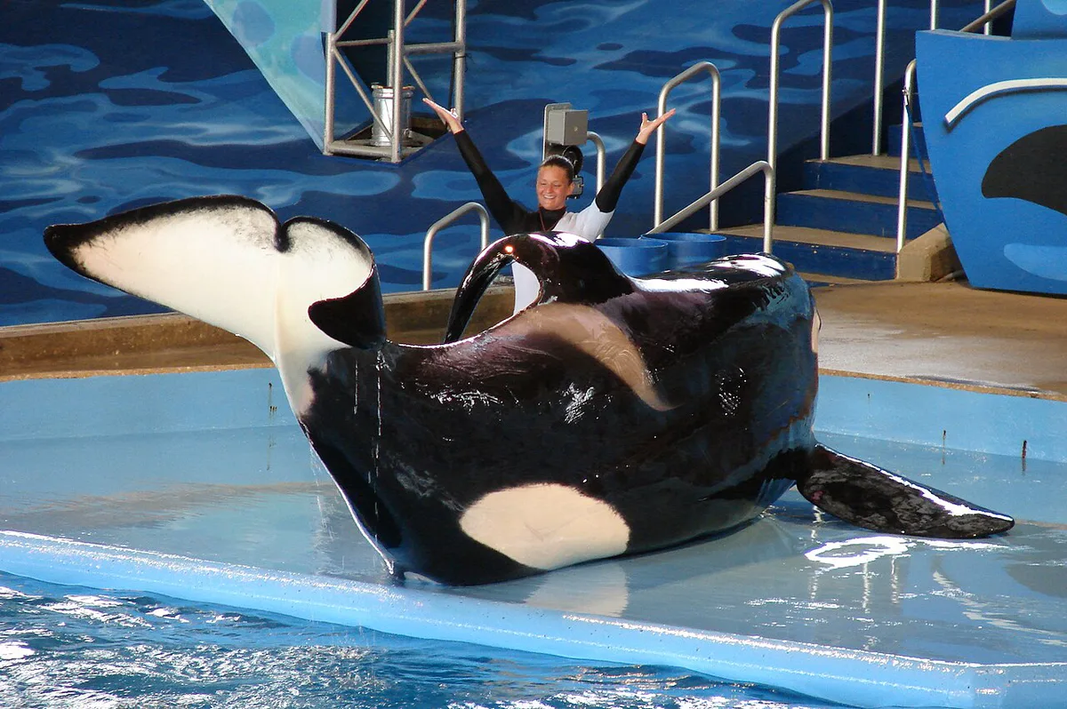 Orca presentation stadium at SeaWorld San Antonio — 2