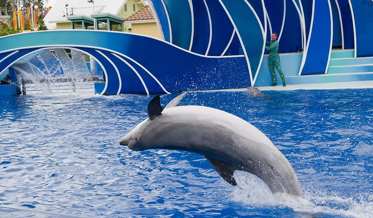 Families watching a dolphin presentation at SeaWorld San Diego — 2
