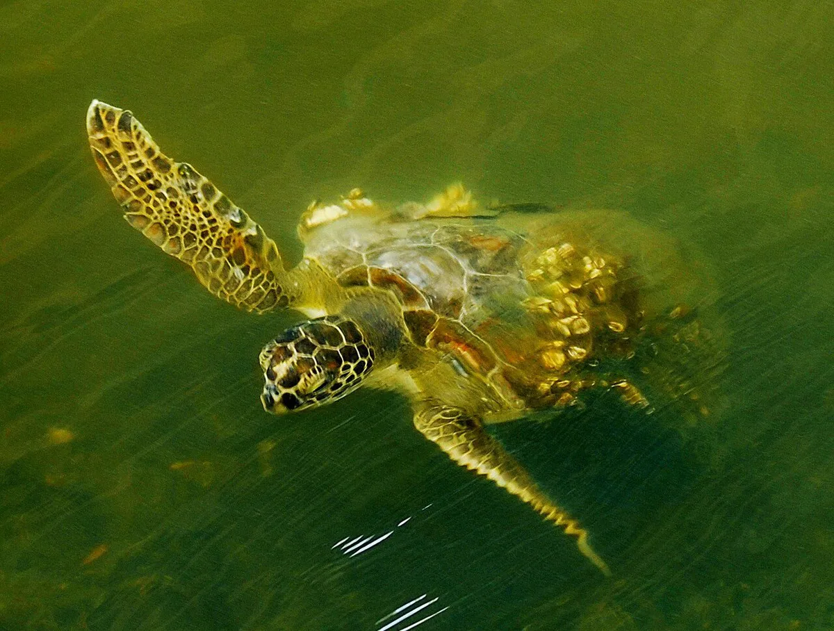 Sea Turtle at Indian River Lagoon - Flickr - Andrea Westmoreland (1) — 2