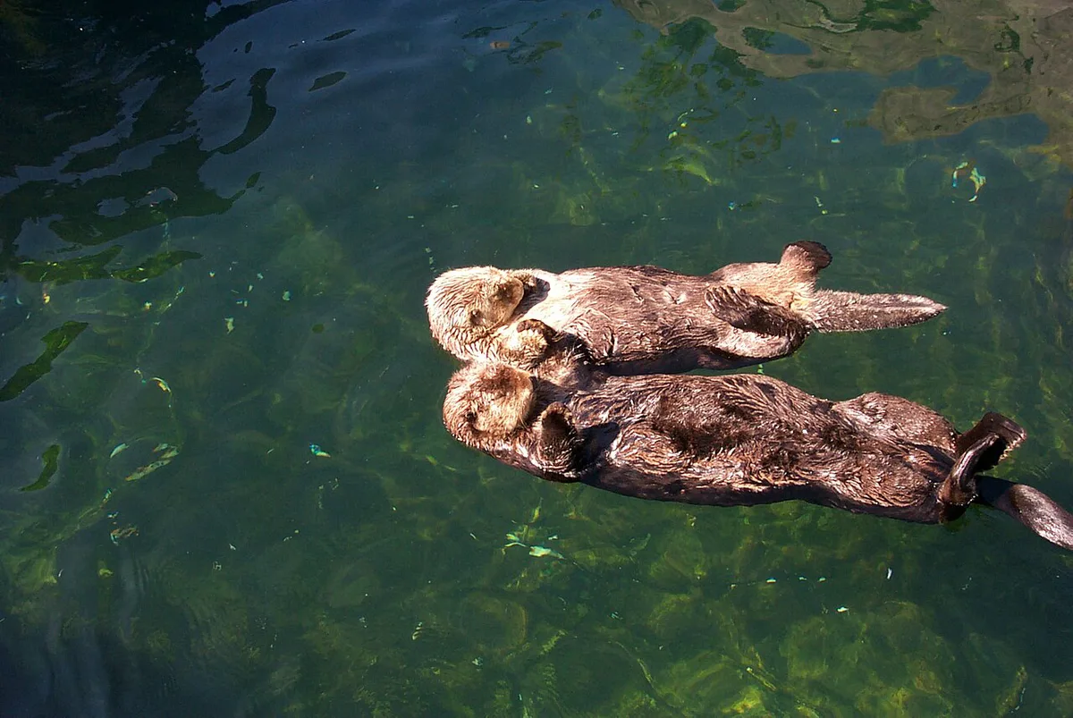 Sea Otters (Vancouver Aquarium) — 2