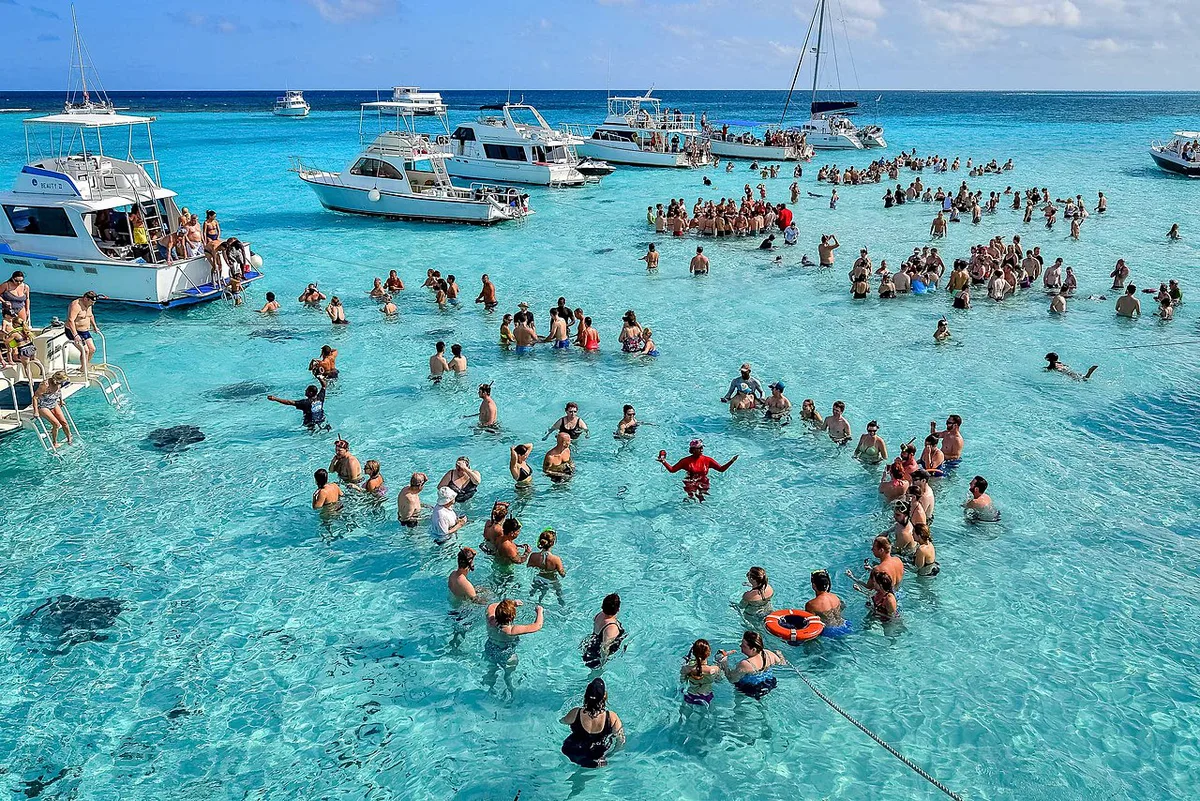 Southern stingrays gliding through clear shallow water at the Stingray City sandbar — 1