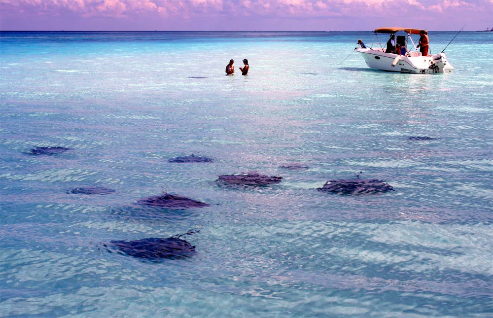 Southern stingrays gliding through clear shallow water at the Stingray City sandbar — 2