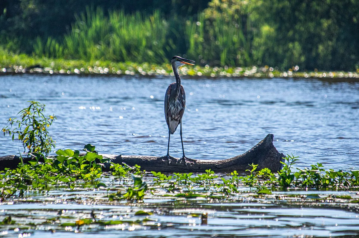 Alligator swimming beside a tour boat in a Louisiana swamp — 1