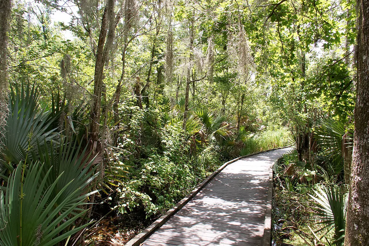 Jean Lafitte Park Barataria Preserve June 2021 - Boardwalk — 2