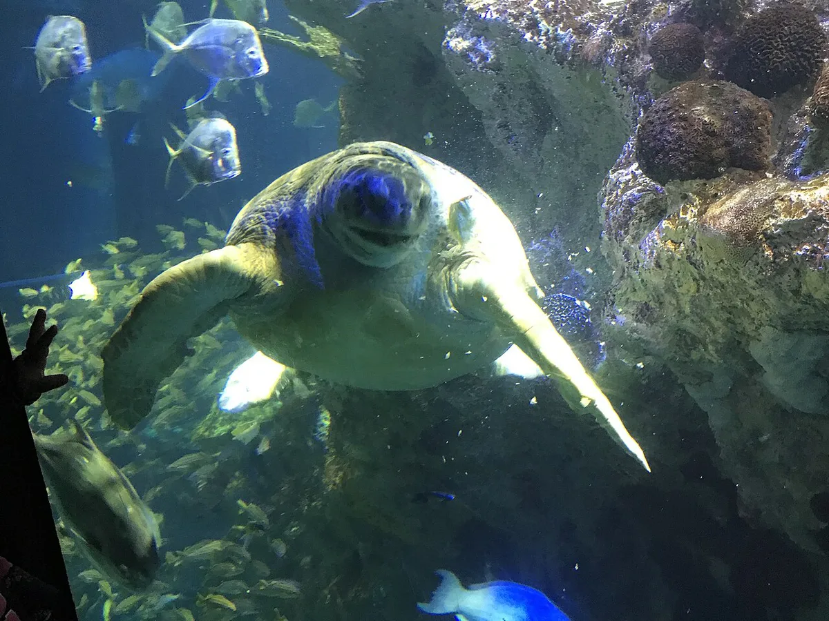 Sea turtle swimming in a large tank at the Virginia Aquarium — 1