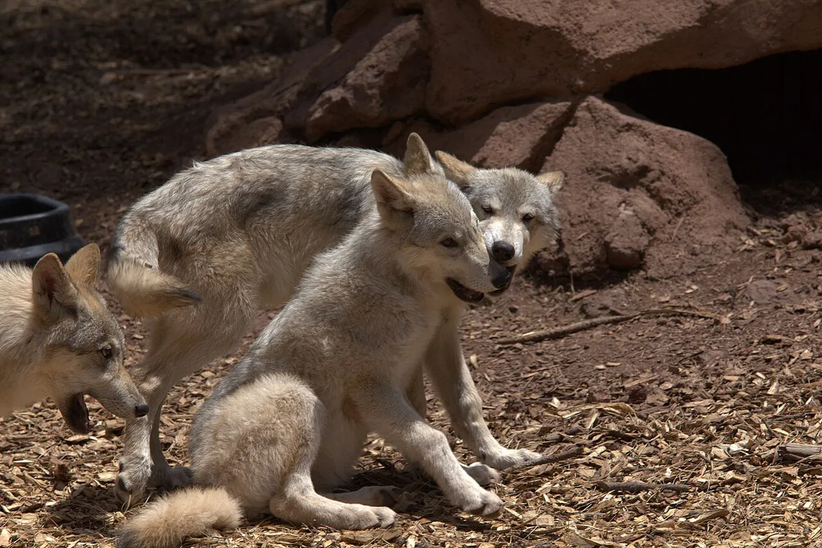 Grey wolf - Bearizona Wildlife Park (5025842089) — 2