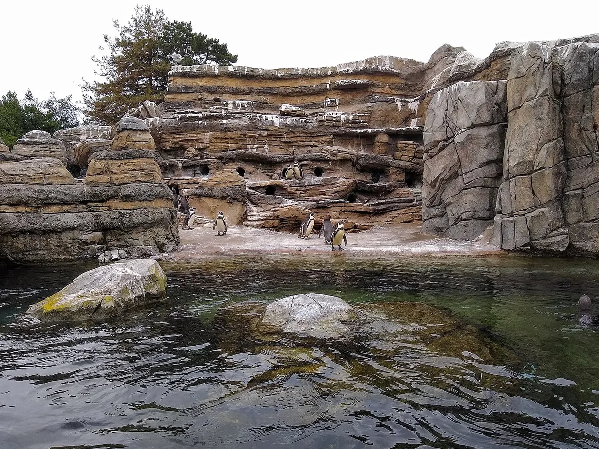 Humboldt penguins swimming at Woodland Park Zoo in Seattle — 1