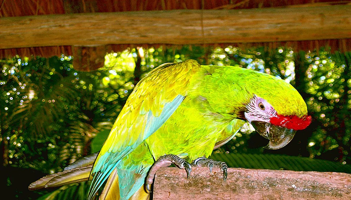 Mexicanparrot — 1