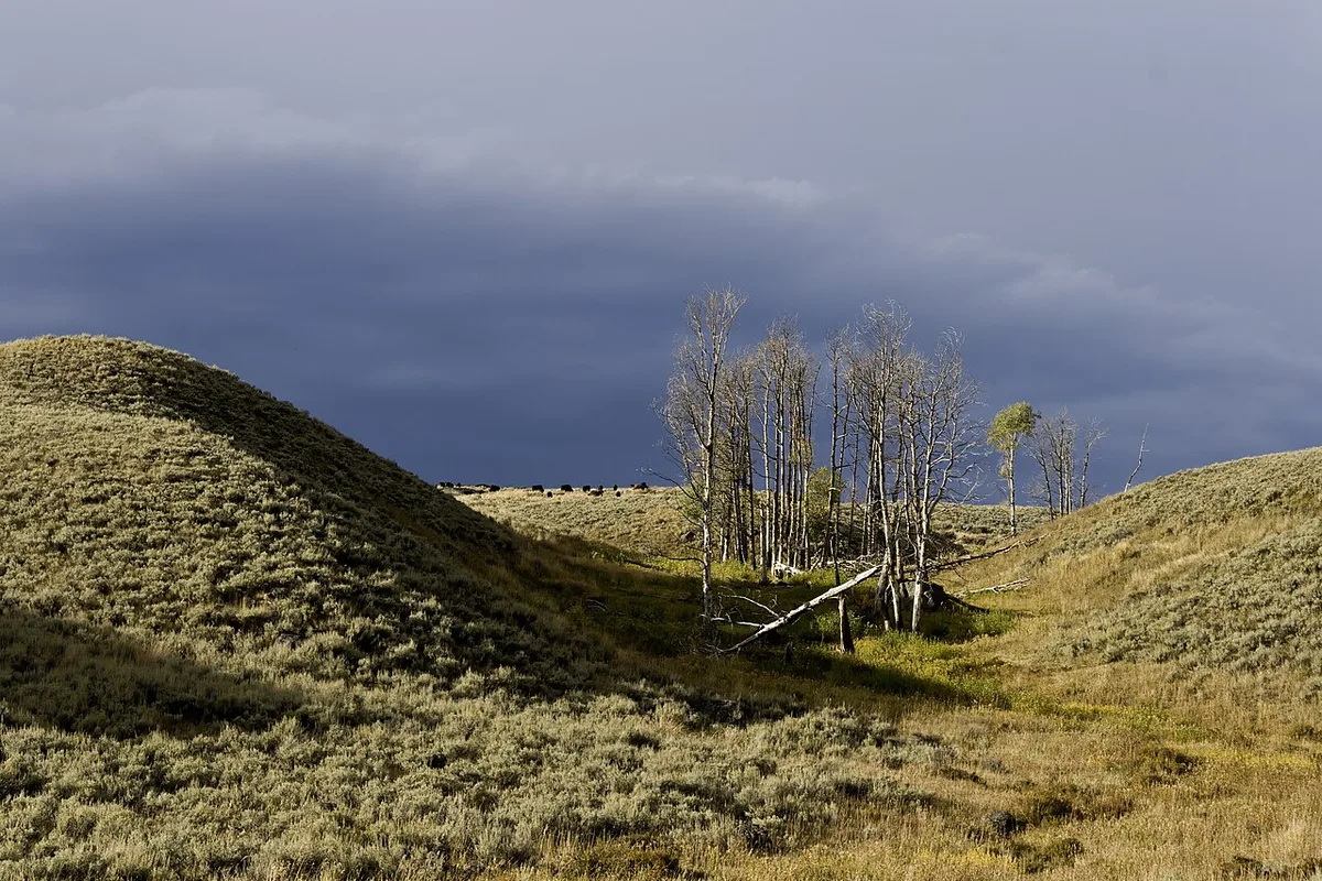 Lamar Valley bison YNP1 — 2