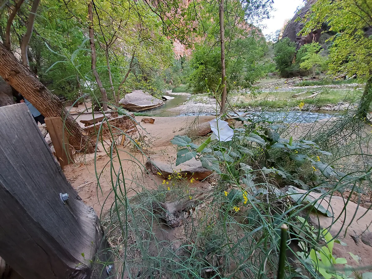 Virgin River and canyon walls along Riverside Walk in Zion — 1