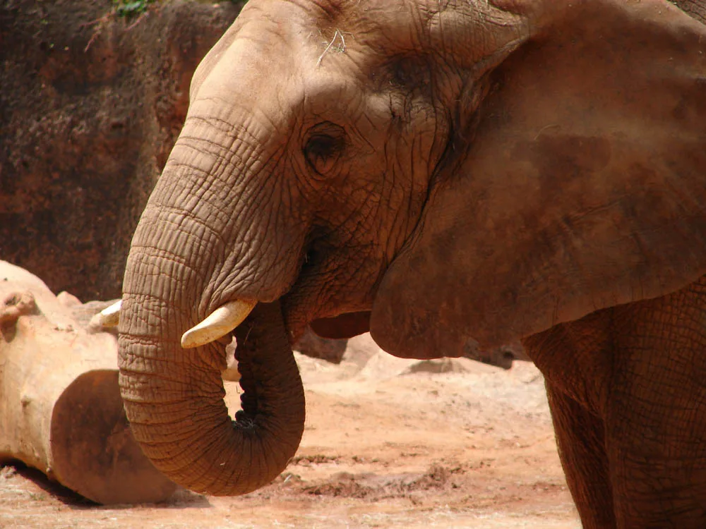 ZAElephant — 1